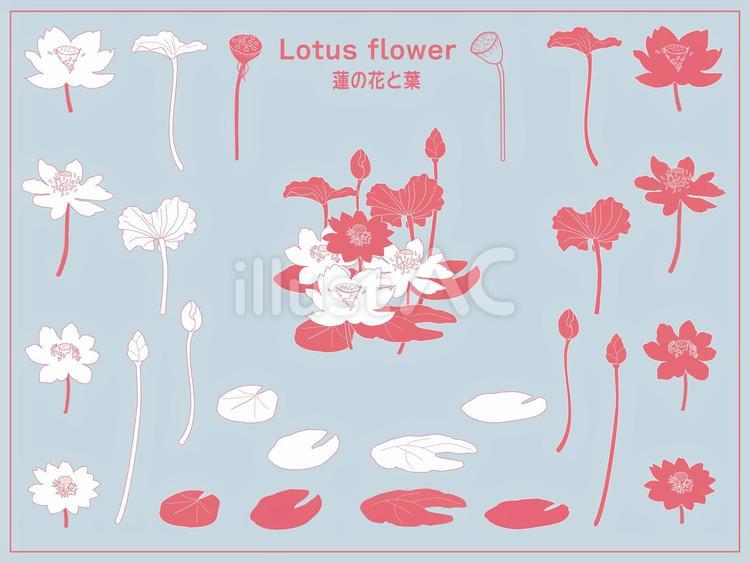 382-蓮の花と葉